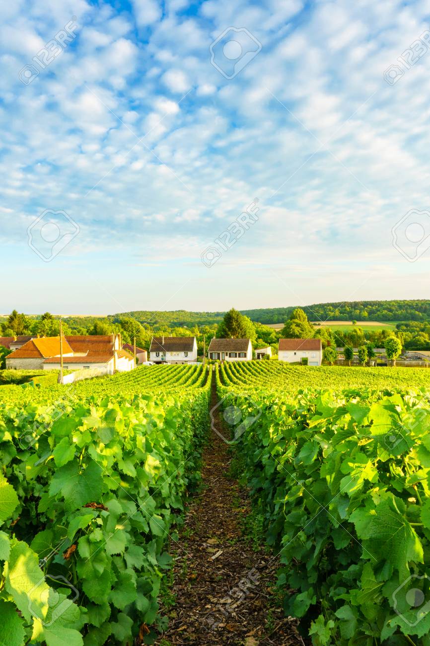 Row Vine Green Grape In Champagne Vineyards At Montagne De Reims