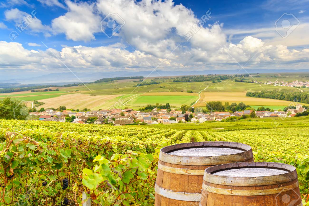 Champagne vineyards with old wooden barrel on row vine green grape in champagne vineyards background at montagne de reims, France - 88470705 Champagne vineyards with old wooden barrel on row vine green grape in champagne vineyards background at montagne de reims, France - 88470705