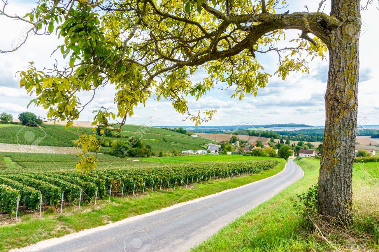 Row Vine Grape In Champagne Vineyards At Montagne De Reims On