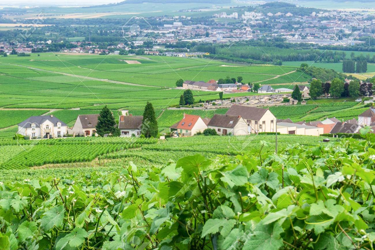 Row Vine Grape In Champagne Vineyards At Montagne De Reims Countryside