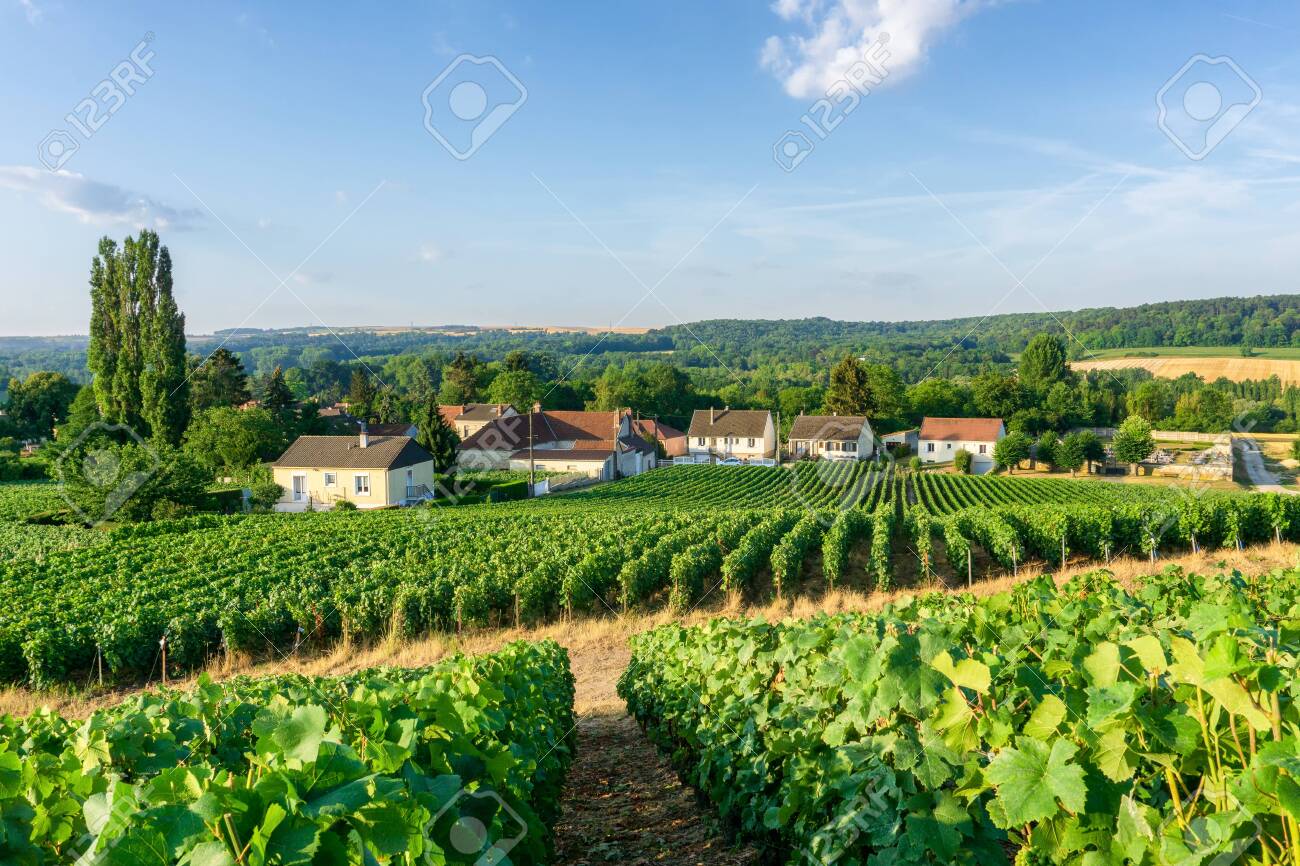 Row Vine Grape In Champagne Vineyards At Montagne De Reims Countryside