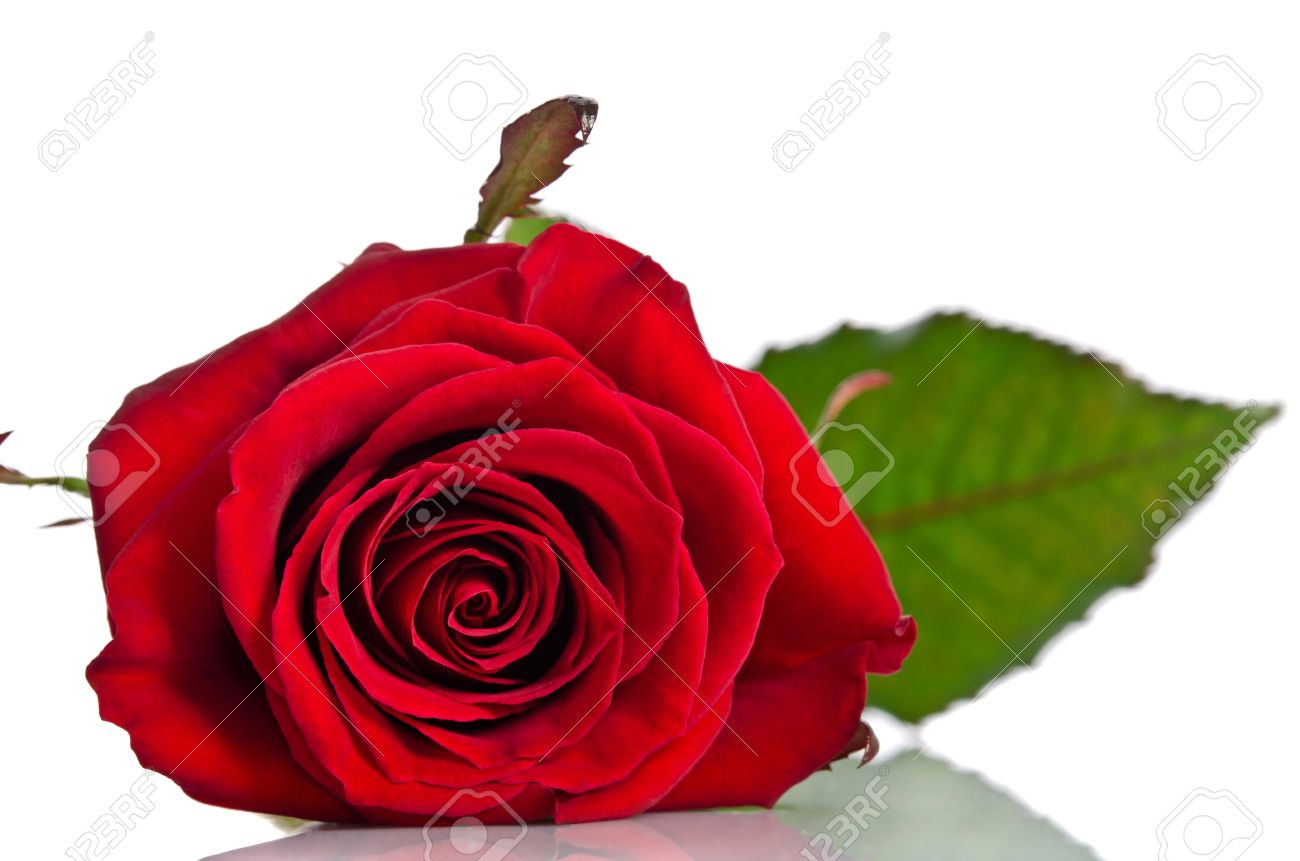 Beautiful Single Red Rose Lying Down On A White Background Stock