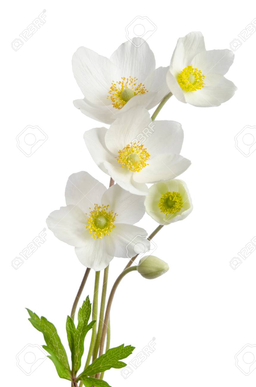 白いアネモネの花が白い背景で隔離 の写真素材 画像素材 Image