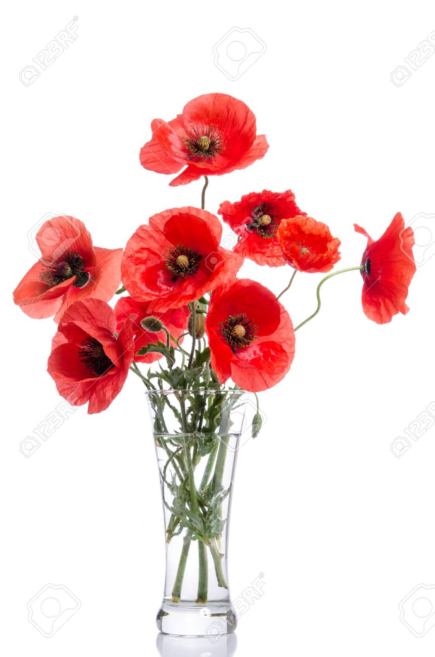 Bouquet De Coquelicots Dans Un Vase De Verre Isole Sur Fond Blanc Banque D Images Et Photos Libres De Droits Image 65460641