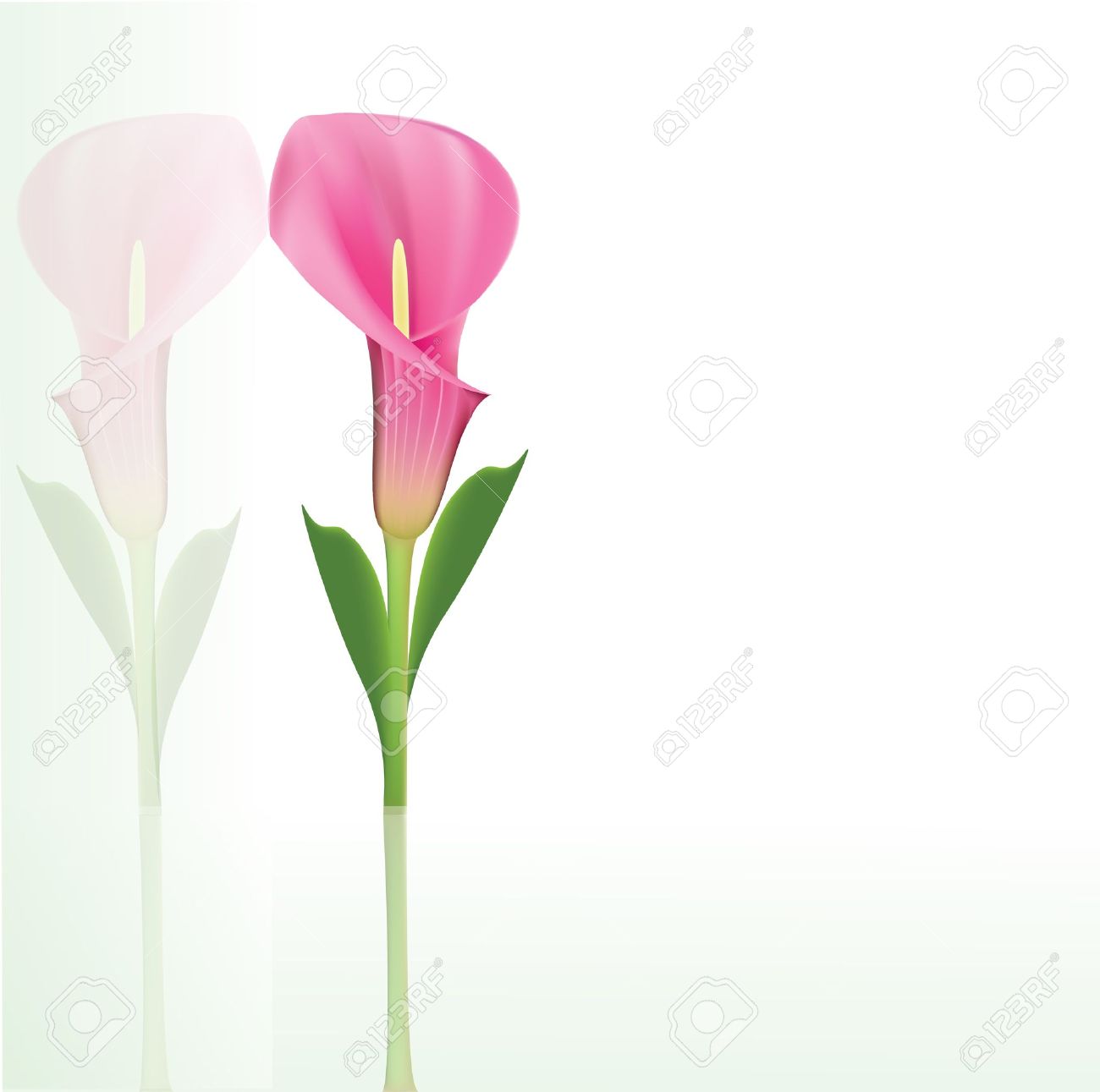 beautiful pink calla lily stock vector 13624308