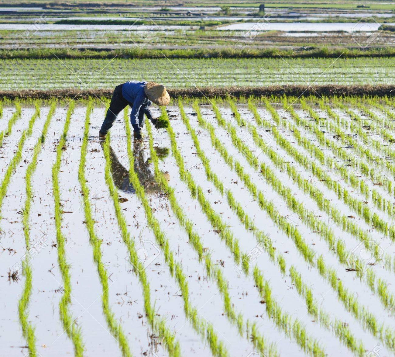 Farmer Planting Rice On Paddy Farmland Stock Photo Picture And Royalty Free Image Image
