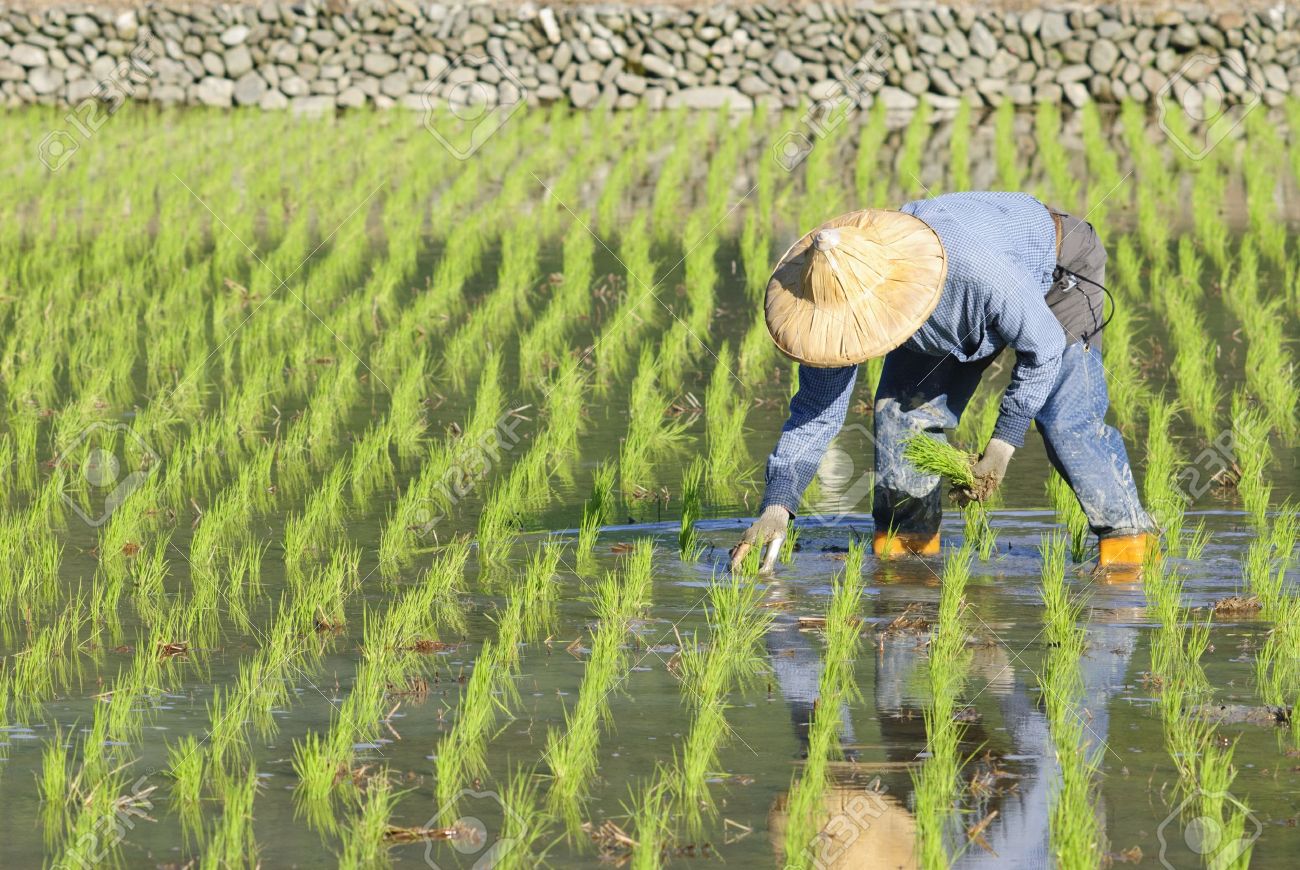 アジア水田稲作農家 の写真素材 画像素材 Image