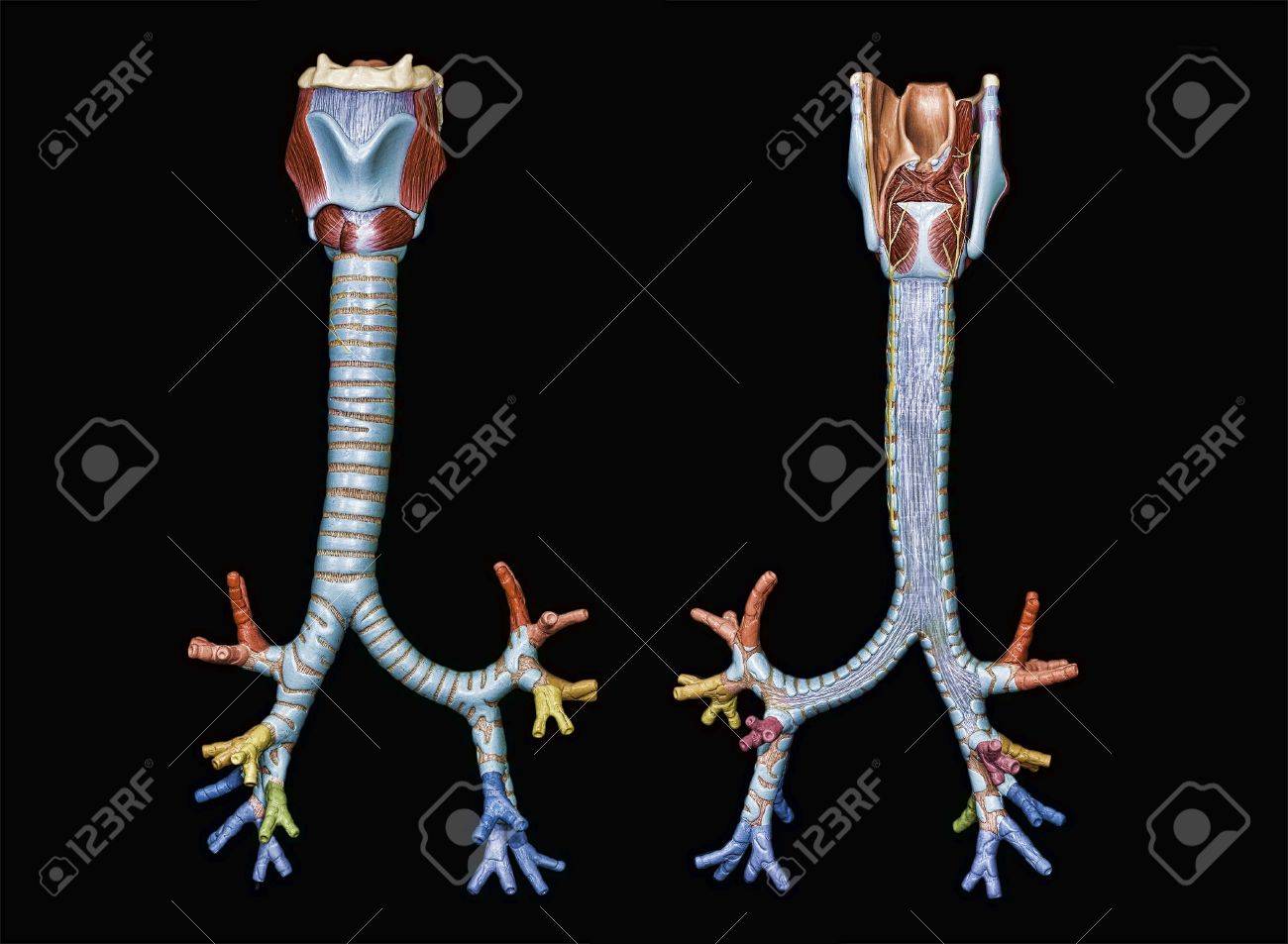 気管 気管支の正面図と背面ブラックの分離の色モデル の写真素材 画像素材 Image 気管 気管支の正面図と背面ブラックの分離の色モデル の写真素材 画像素材 Image