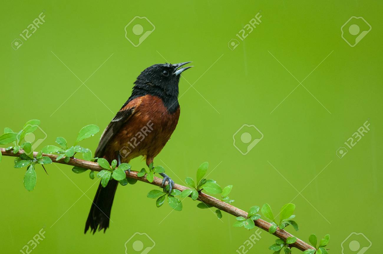 オーチャード オリオール の写真素材 画像素材 Image