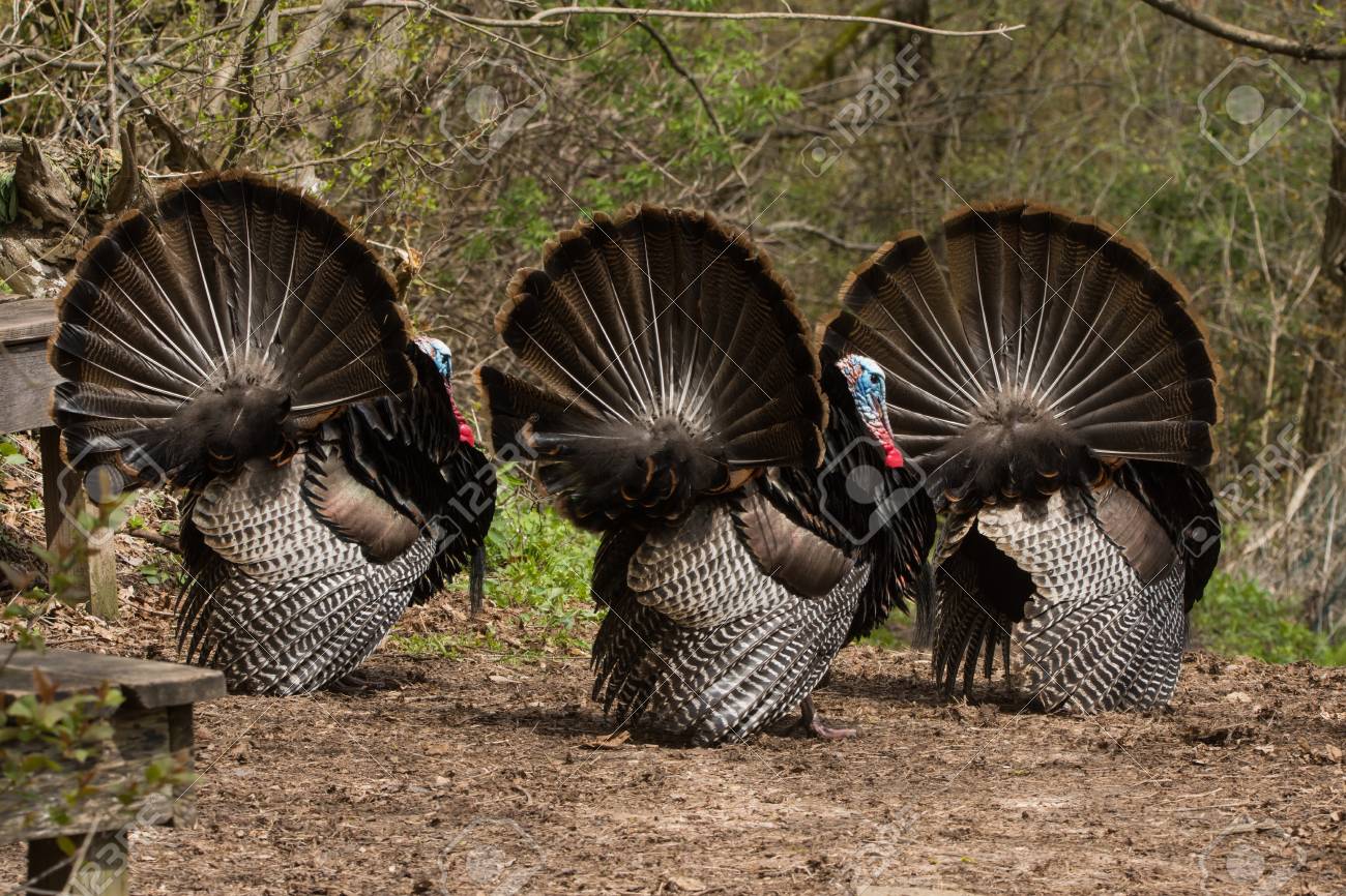 野生の七面鳥は鶏を誘致しようとディスプレイ上と交尾します。の写真