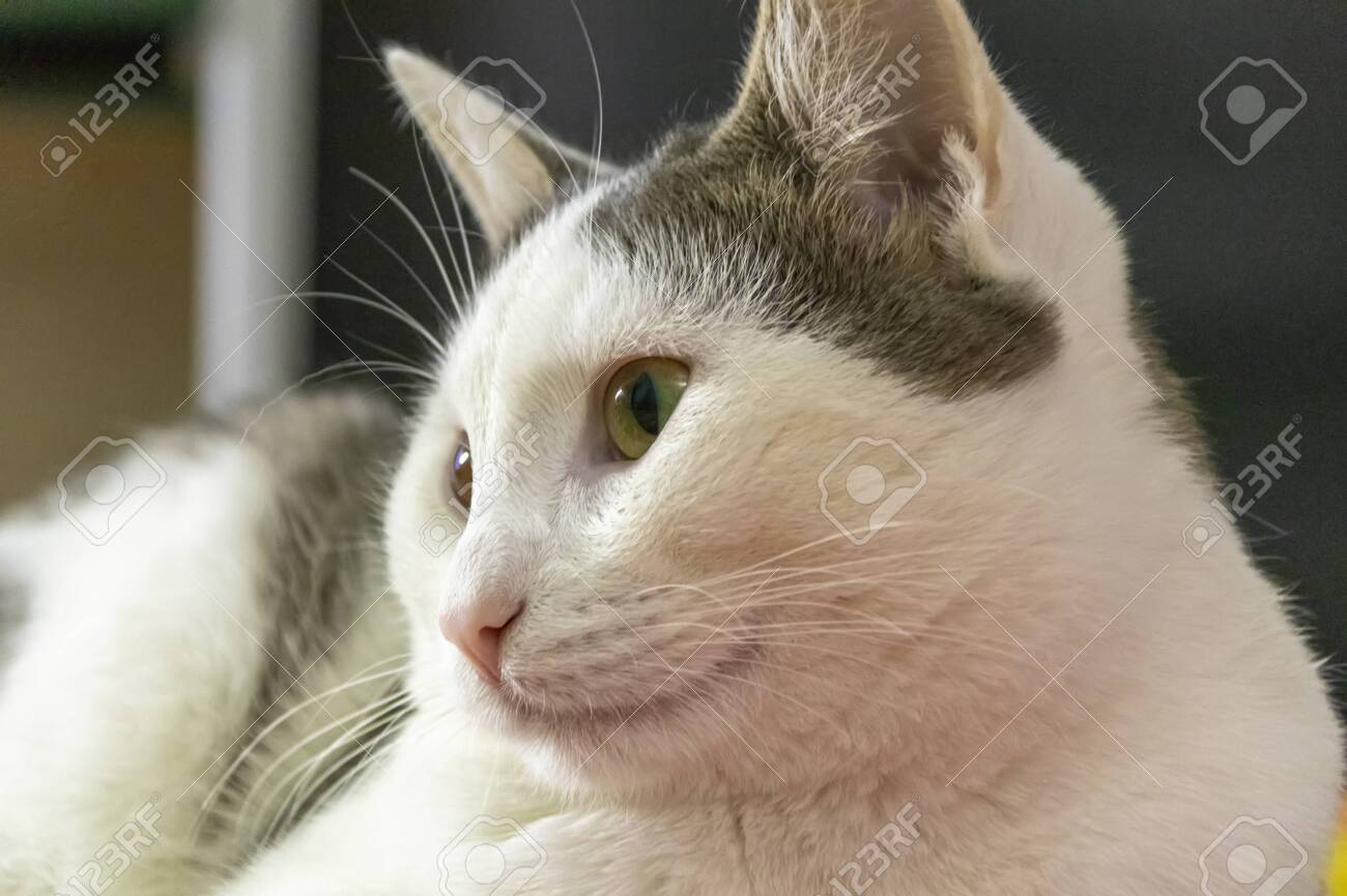 white cat with amber eyes