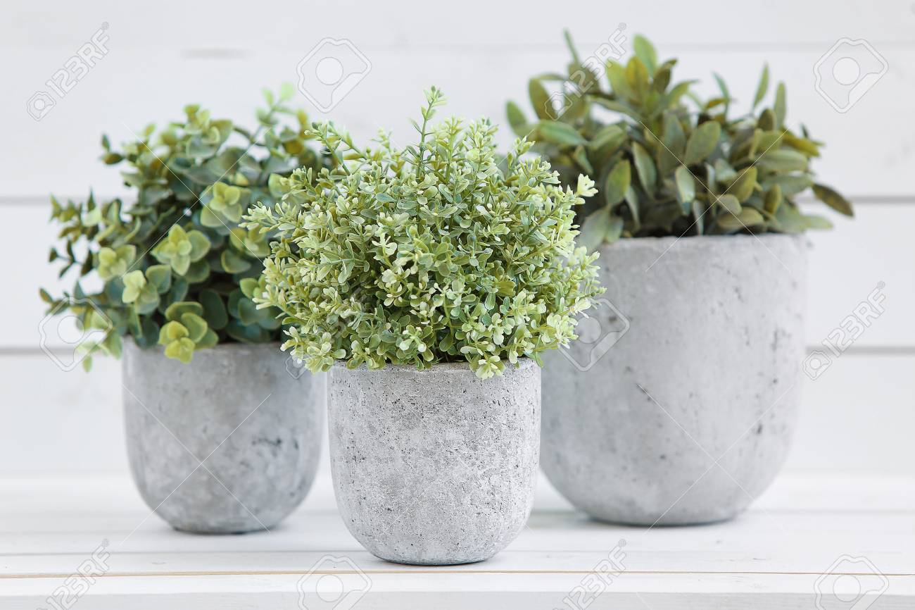 白い鉢で白 B の背景にコンクリート鉢植え の写真素材 画像素材 Image