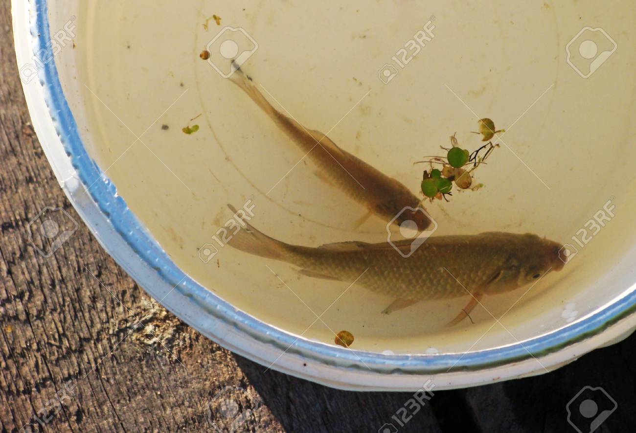 2 つの魚は バケツで泳ぐ 上からの眺め の写真素材 画像素材 Image