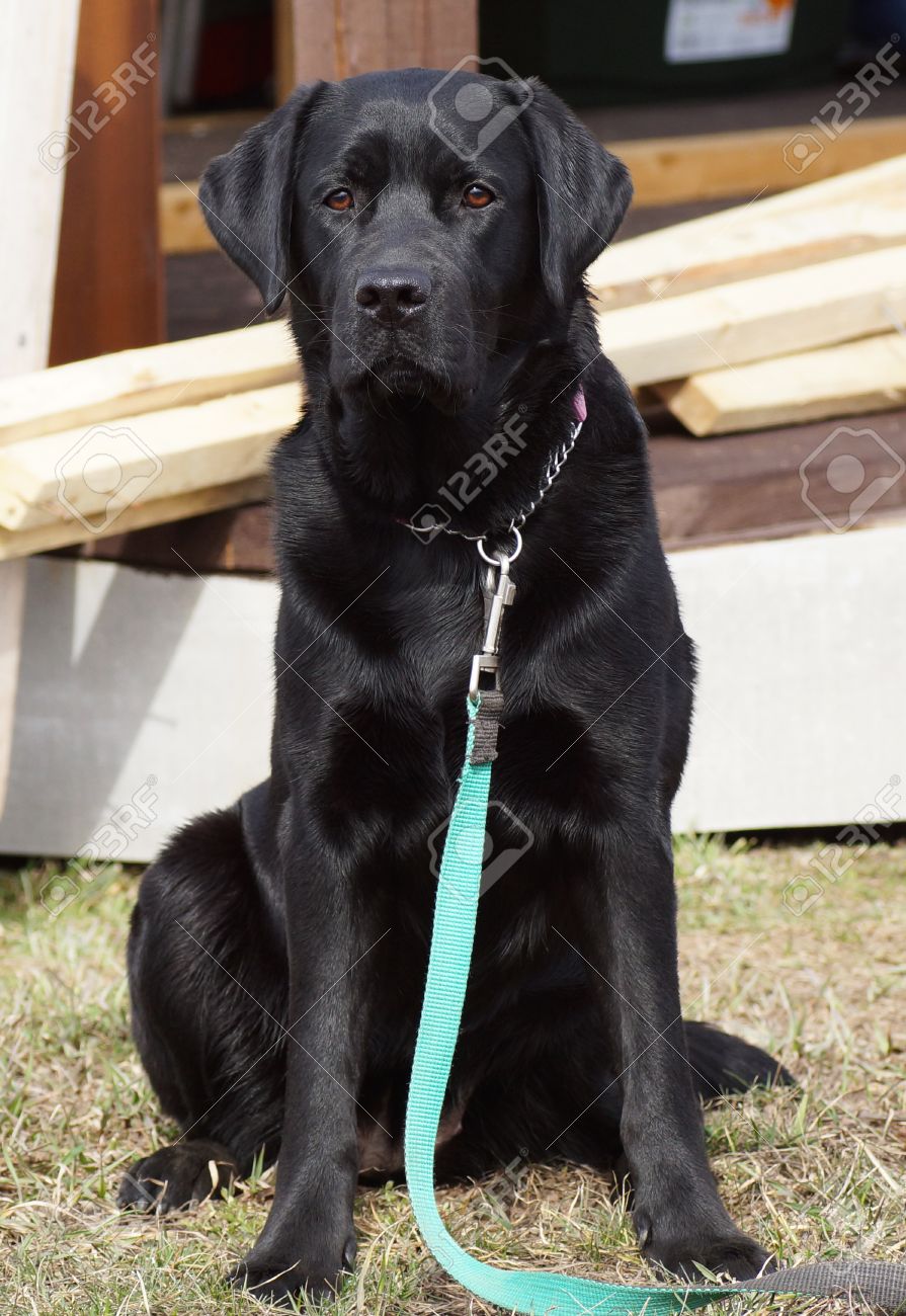 labrador leash