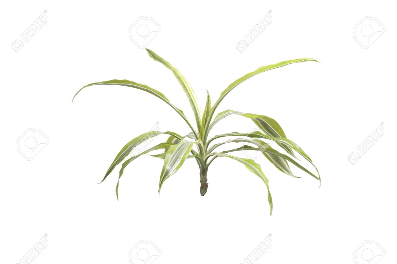 Zimmerpflanzen Palme. Isoliert Auf Weiß. Lizenzfreie Fotos, Bilder ... Zimmerpflanzen Palme. Isoliert Auf Weiß. Lizenzfreie Fotos, Bilder ...