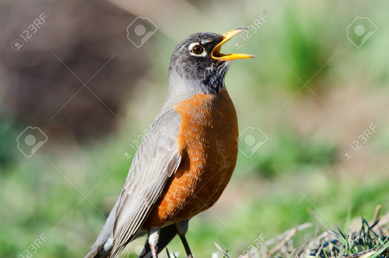 American robin state bird stock photo 123rf.com