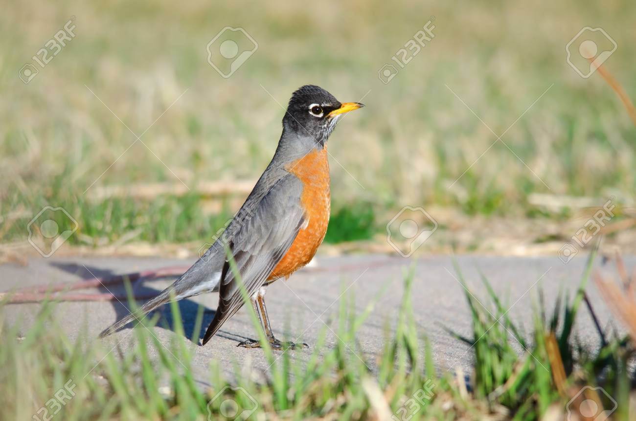 アメリカのロビン コロラド州デンバーにある公園内の歩道上に立っています の写真素材 画像素材 Image