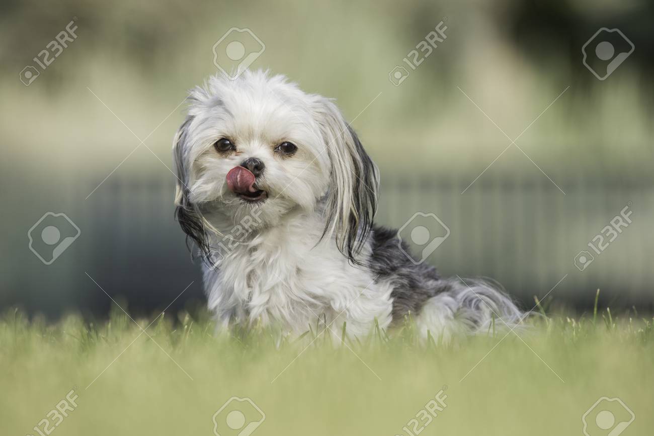 Portrait De Chien De Race Mixte Mignon Blanc Et Gris Lheure Dété à Lextérieur