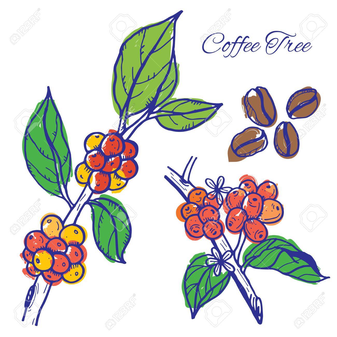 Coffee Beans On Trees Royalty Free Cliparts Vectors And Stock Illustration Image