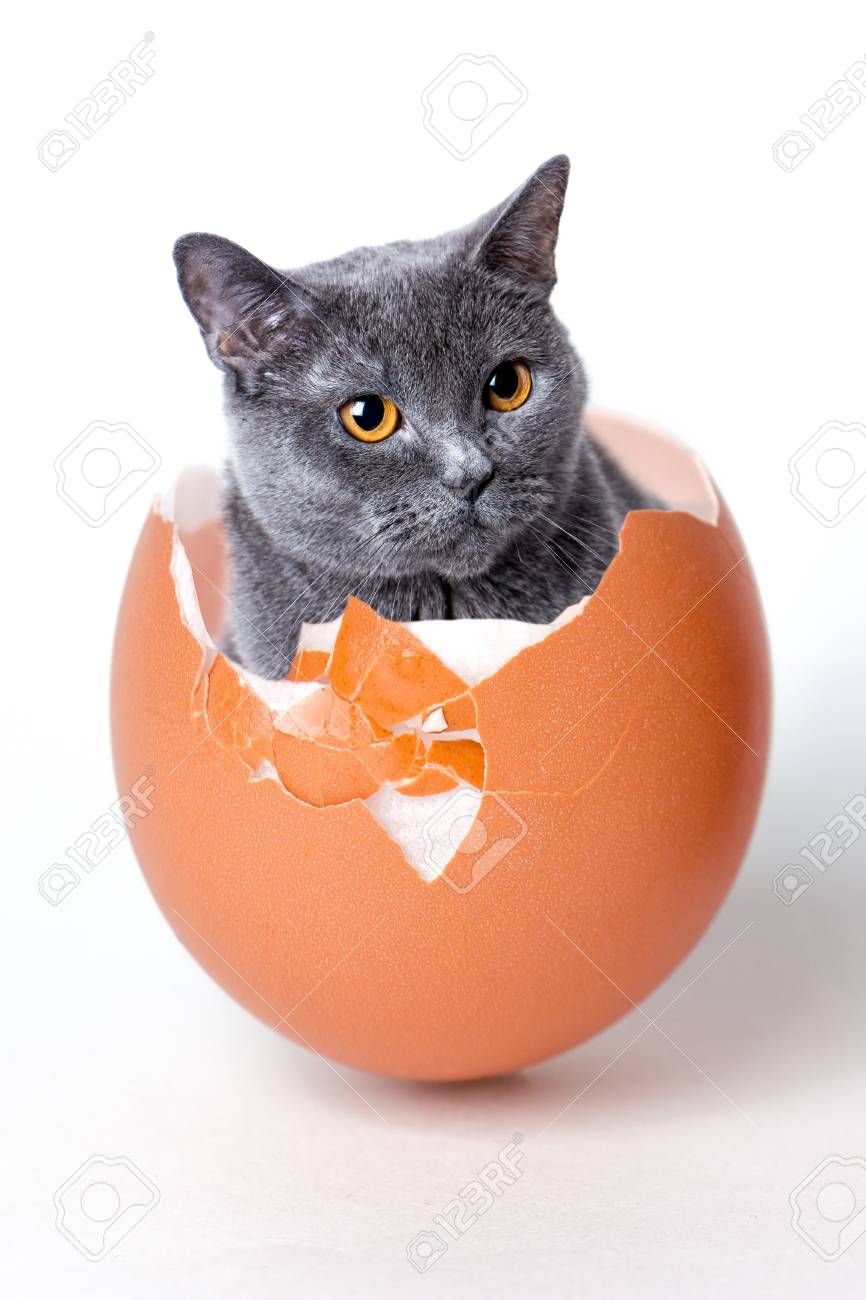 cat and eggs