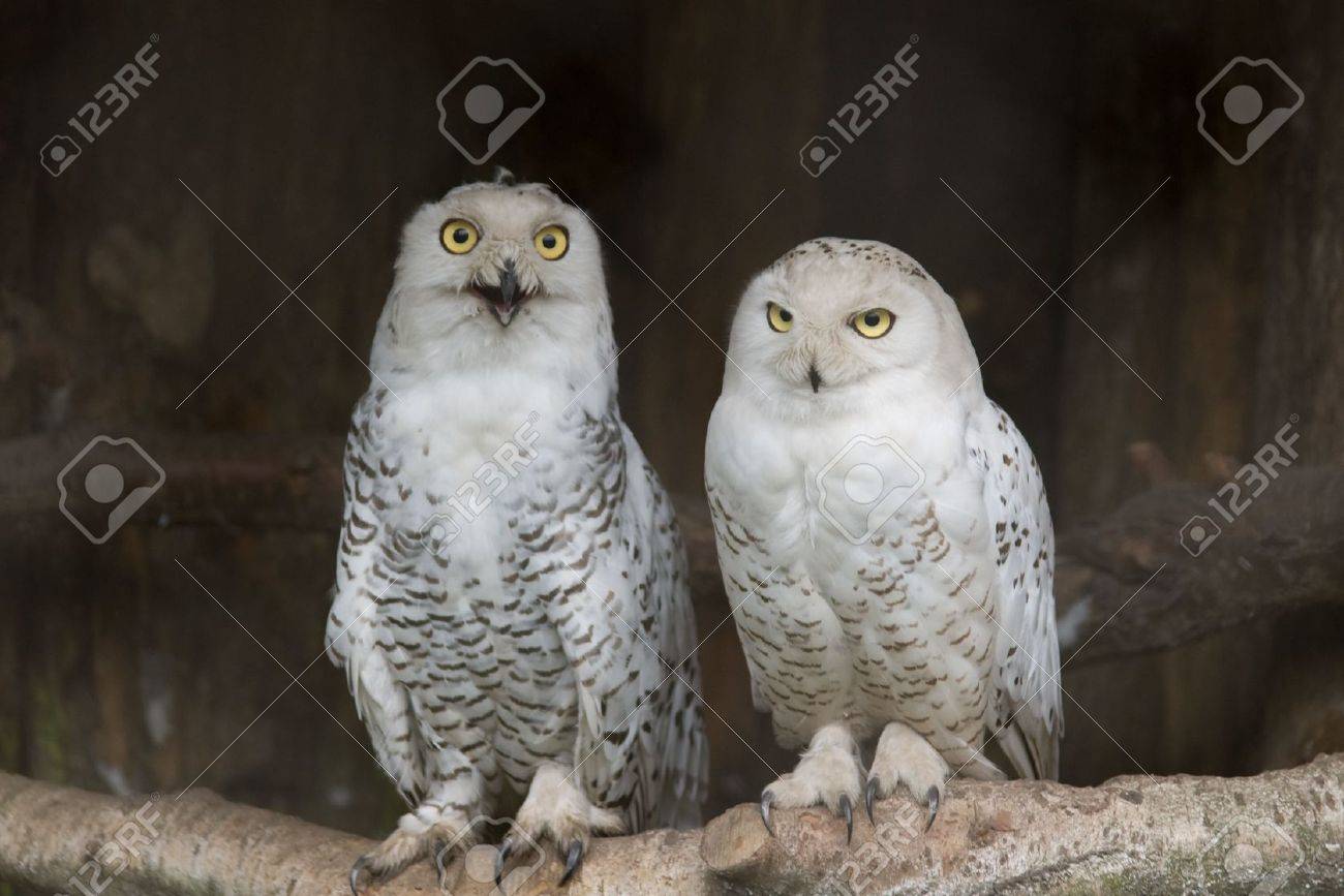 極地の白フクロウのペア の写真素材 画像素材 Image 極地の白フクロウのペア の写真素材 画像素材 Image