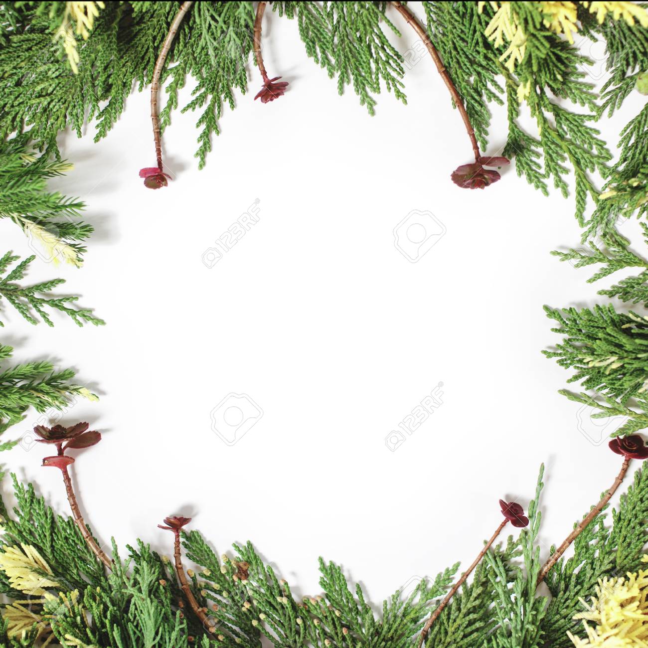 白で隔離常緑樹のモミの木と紫多肉植物クリスマス背景の境界線 の写真素材 画像素材 Image