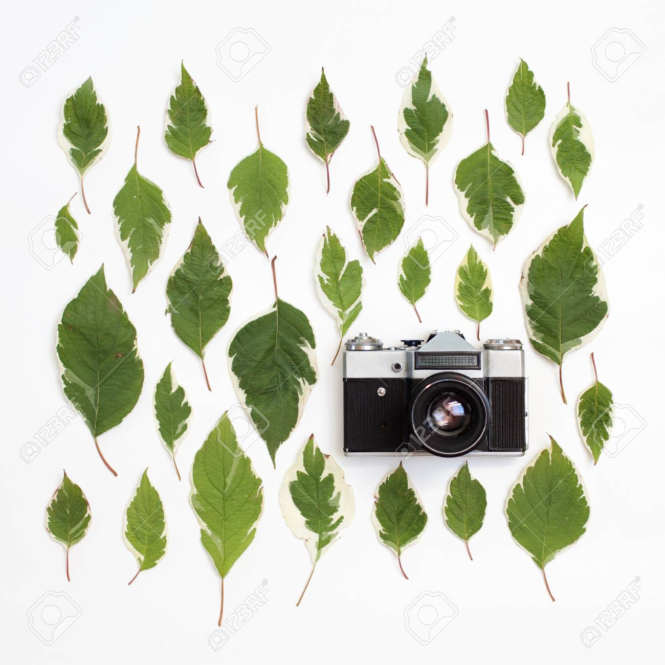 ビンテージ レトロ写真カメラと白い背景の上の緑の葉パターン フラット横たわっていた トップ ビュー 白いハナミズキの創造的な配置の葉 ミズキ アルバ の写真素材 画像素材 Image ビンテージ レトロ写真カメラと白い背景の上の緑の葉パターン フラット横たわっていた トップ ビュー 白いハナミズキの創造的な配置の葉 ミズキ アルバ の写真素材 画像素材 Image