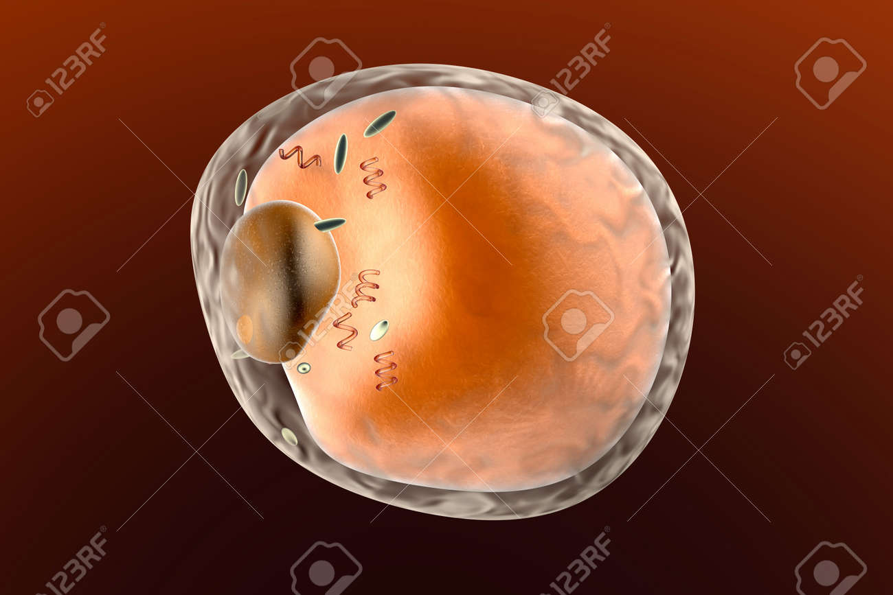 脂肪細胞の詳細 3 D レンダリングされたイラスト の写真素材 画像素材 Image