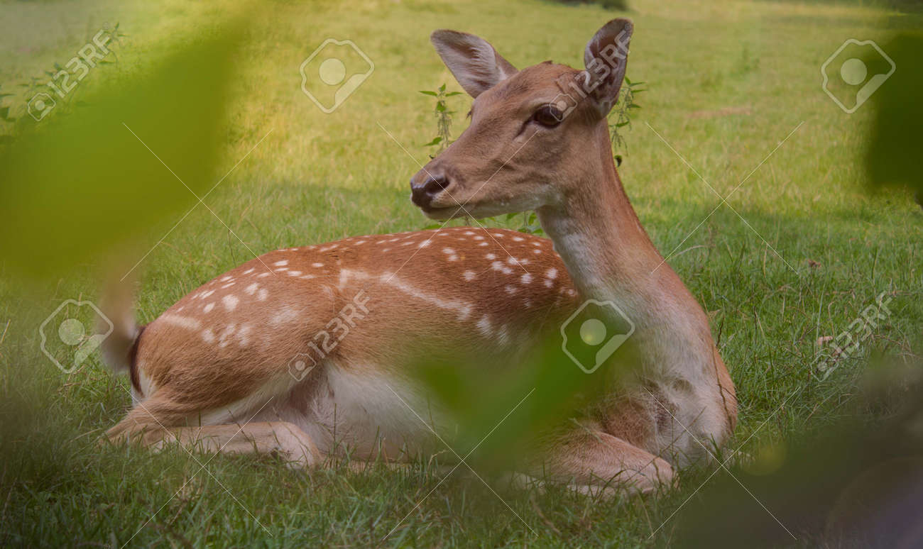 etiam-dictum-ipsum-a-felis