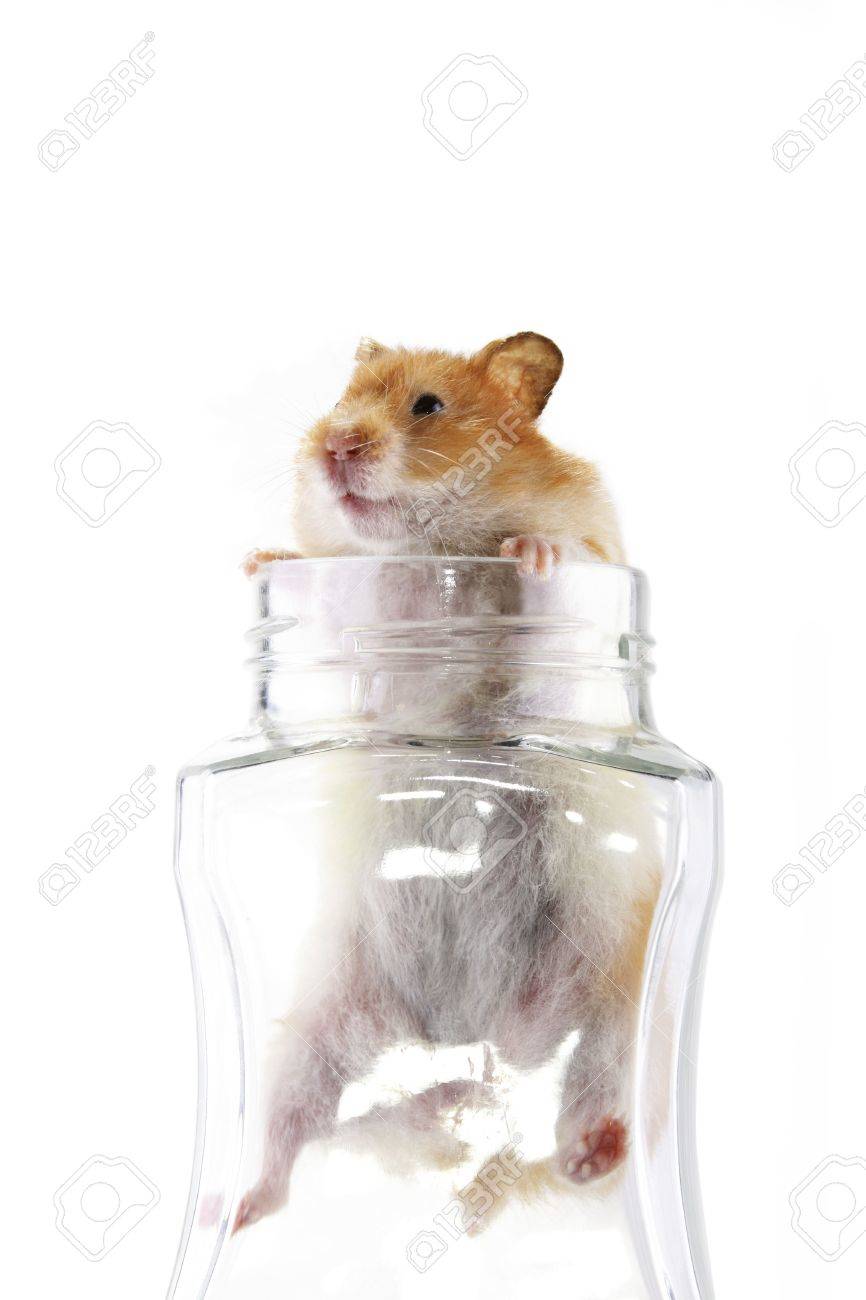 An Adult Female Syrian Hamster Climbing Out Of A Transparent Stock Photo Picture And Royalty Free Image Image An Adult Female Syrian Hamster Climbing Out Of A Transparent Stock Photo Picture And Royalty Free Image Image