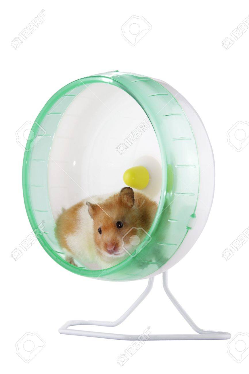 hamster exercise wheel