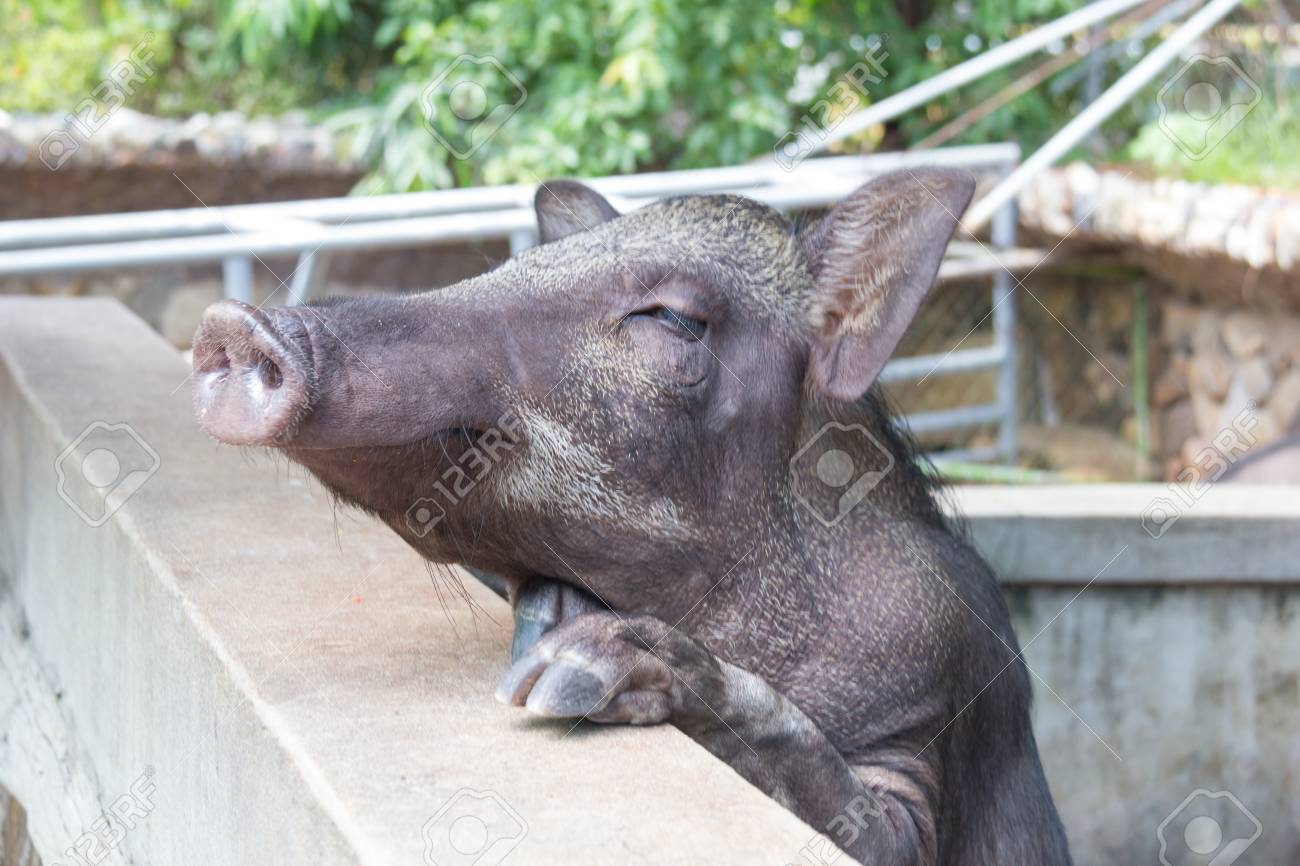 ファーム内のイノシシのかわいい顔 の写真素材 画像素材 Image ファーム内のイノシシのかわいい顔 の写真素材 画像素材 Image