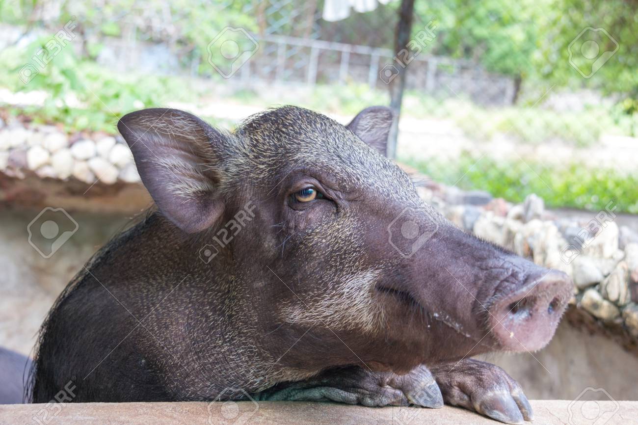 ファーム内のイノシシのかわいい顔 の写真素材 画像素材 Image