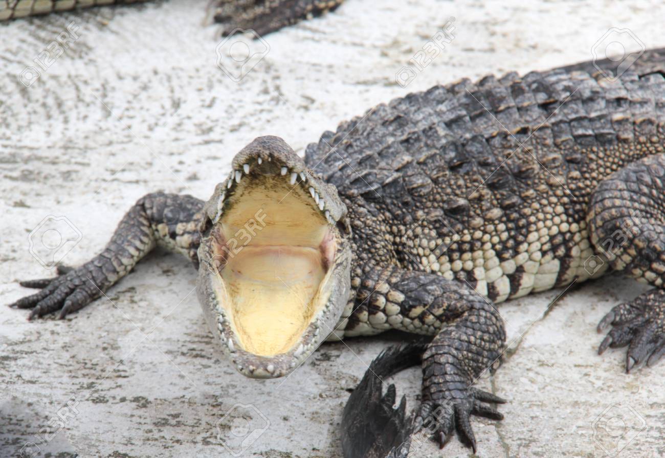 イリエワニ 開口