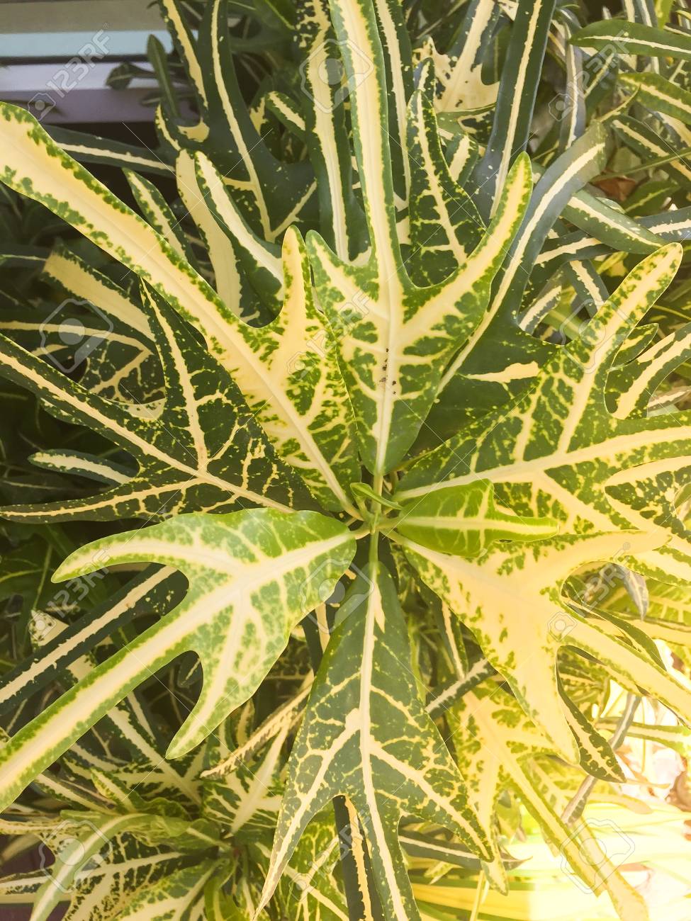 etiam-dictum-ipsum-a-felis