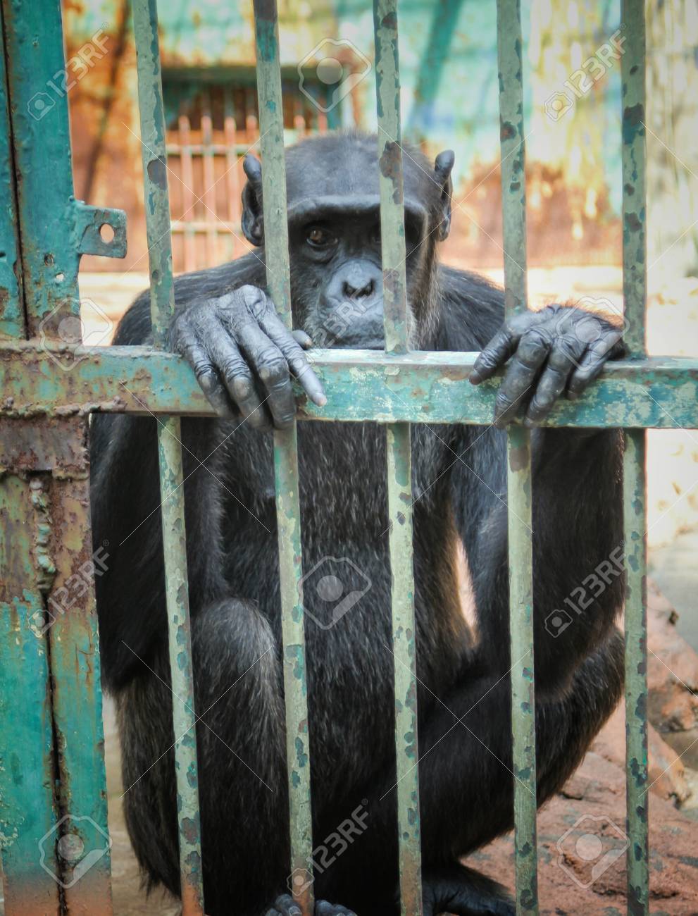 Black Monkey Chimpanzee In The Cage Stock Photo Picture And Royalty Free Image Image 48561943