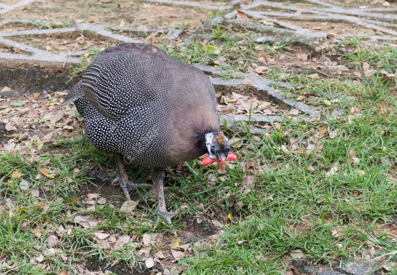 Baby Turkey Stock Photo Picture And Royalty Free Image Image