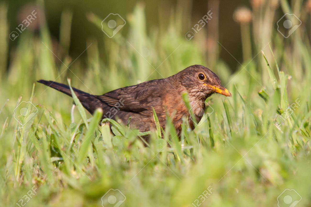 A juvenile female common blackbird (Turdus merula) catching prey (earthworms Lumbricus terrestris) in a green grass meadow. - 105517462 A juvenile female common blackbird (Turdus merula) catching prey (earthworms Lumbricus terrestris) in a green grass meadow. - 105517462