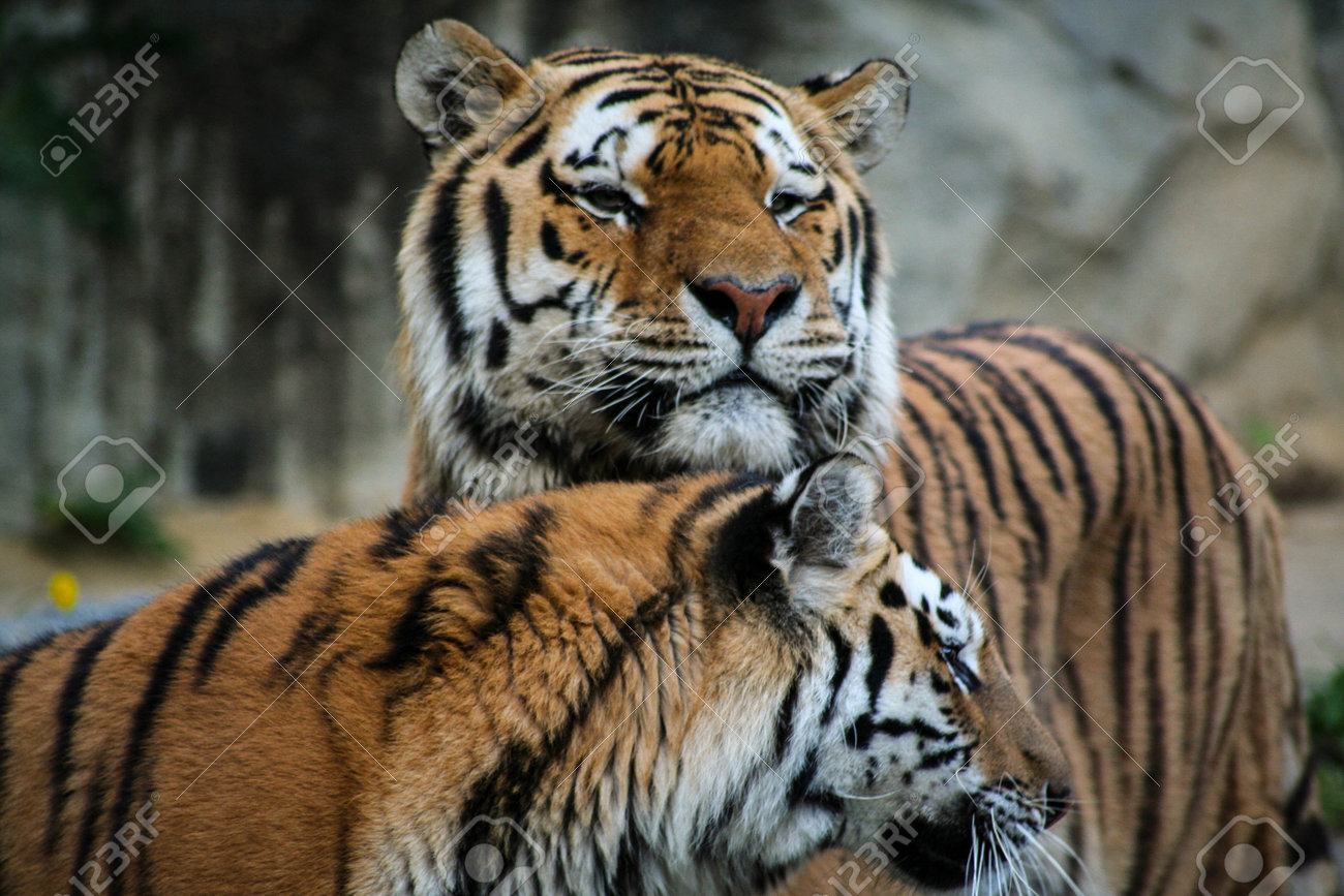 etiam-dictum-ipsum-a-felis