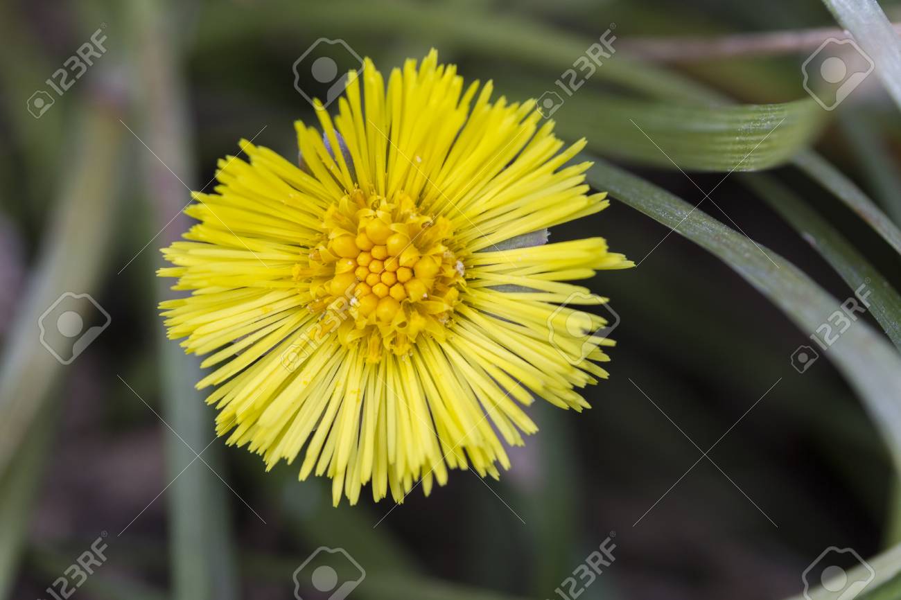 etiam-dictum-ipsum-a-felis