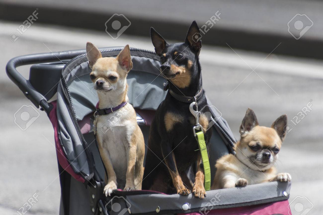 chihuahua stroller