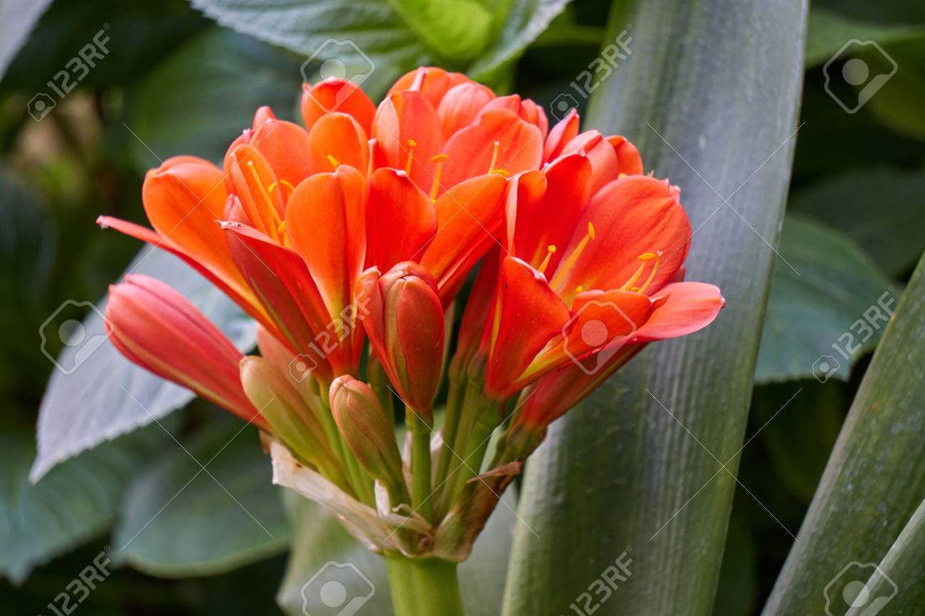 Clivia En Flor En El Jardin Fotos Retratos Imagenes Y Fotografia De Archivo Libres De Derecho Image 76173324