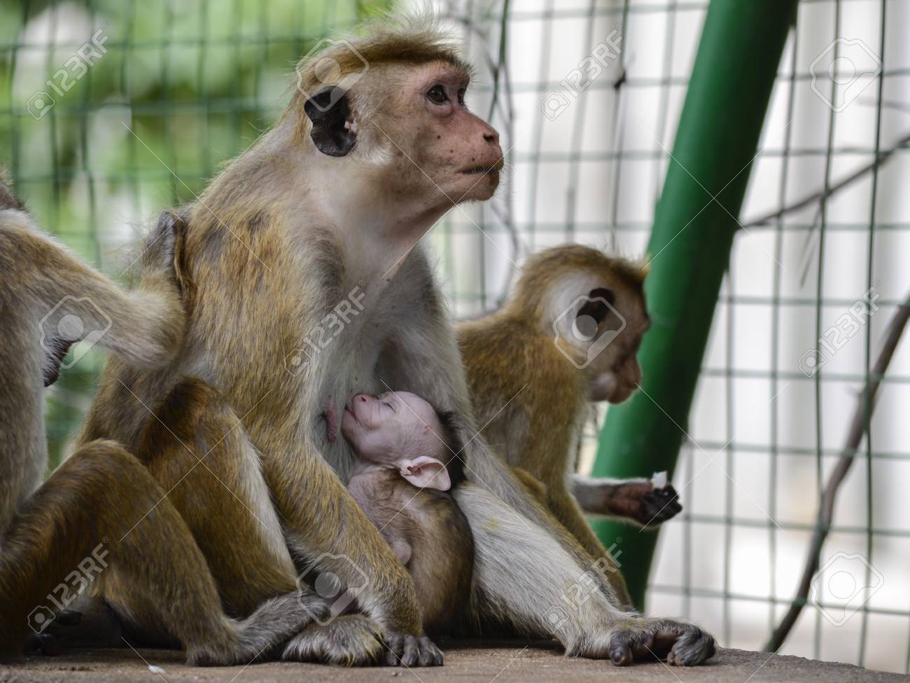 etiam-dictum-ipsum-a-felis