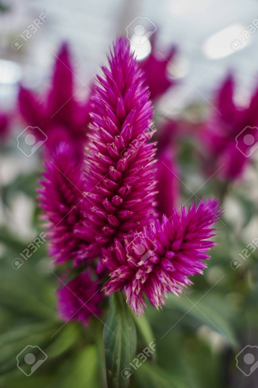 庭のセロシアの花 の写真素材 画像素材 Image