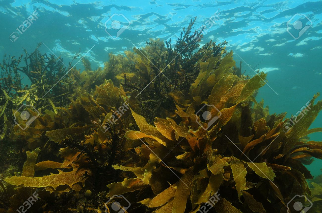 Shallow water kelp forest in temperate Pacific ocean consisting of Ecklonia radiata and other brown algae - 33491879 Shallow water kelp forest in temperate Pacific ocean consisting of Ecklonia radiata and other brown algae - 33491879