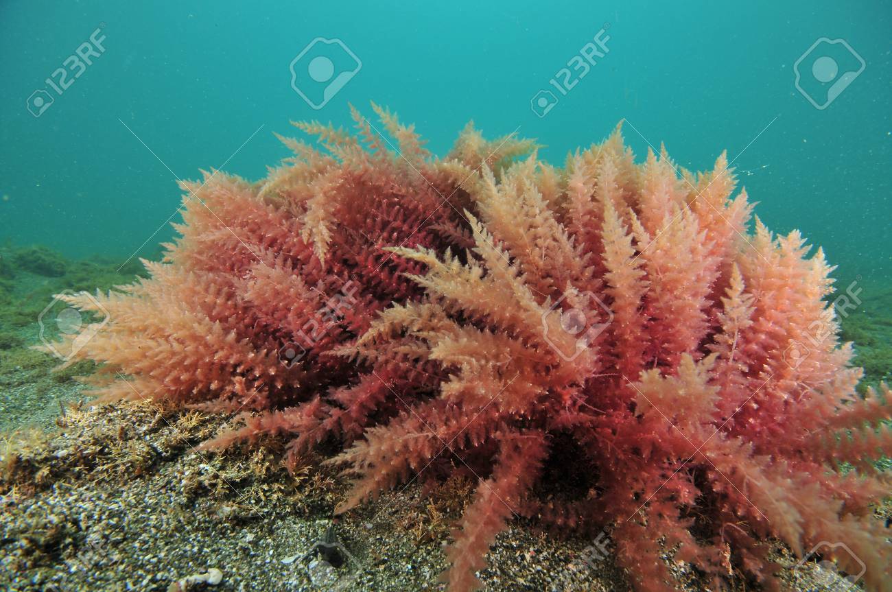粗砂の平らな海の底に赤い海藻の茂みのクローズ アップ表示 の写真素材 画像素材 Image
