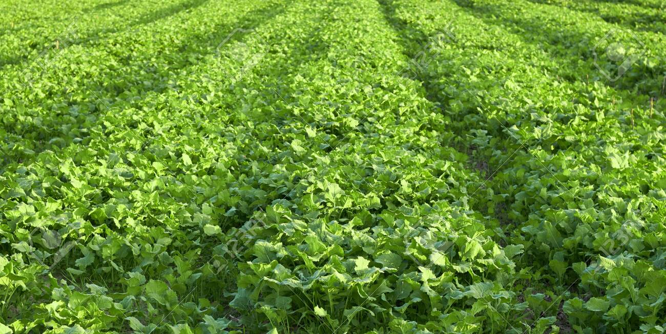 レイプ画像投稿 畑のベッドでのレイプの若い成長、農耕の側近プロセス。背景、テクスチャ、コピースペース、クローズアップ。バイオ農業と農業の概念の写真素材・画像素材  Image 141196798