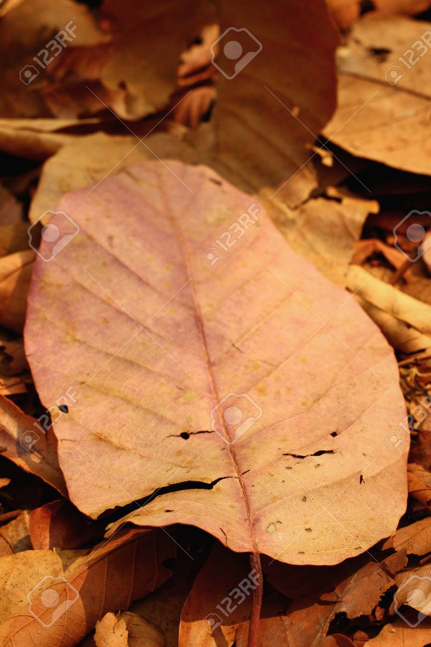 ピンクの枯れ葉 の写真素材 画像素材 Image