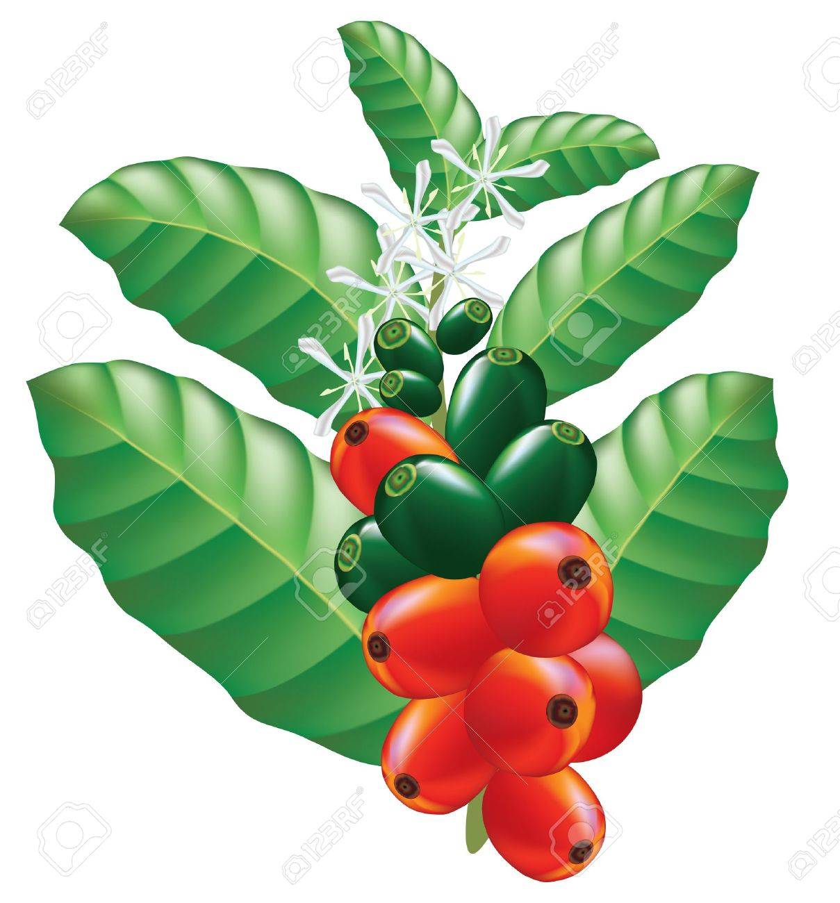 frutas y flores de
