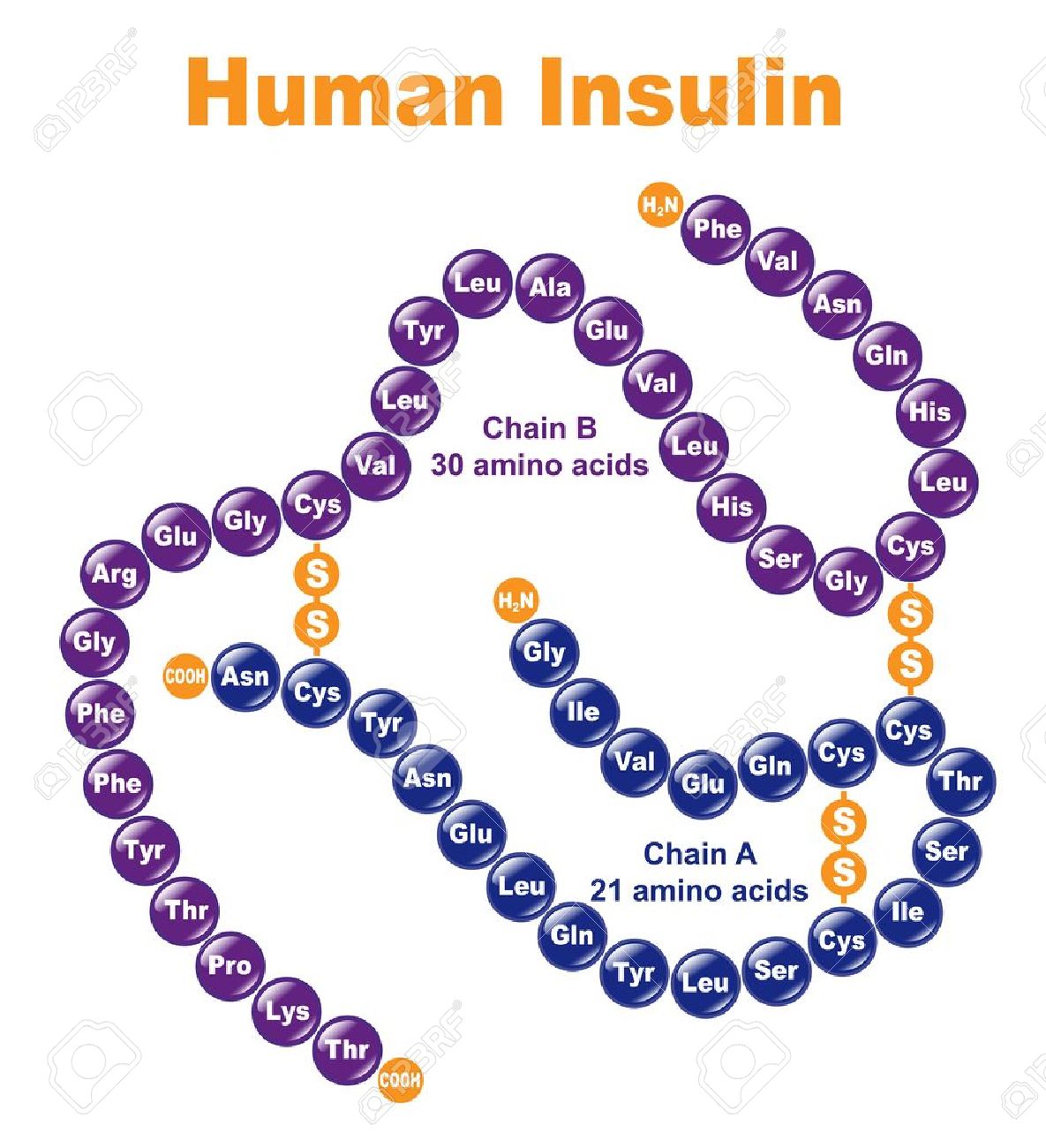 Resultado de imagem para human insulin